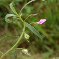 Pigea enneasperma (L.) P.I.Forst.